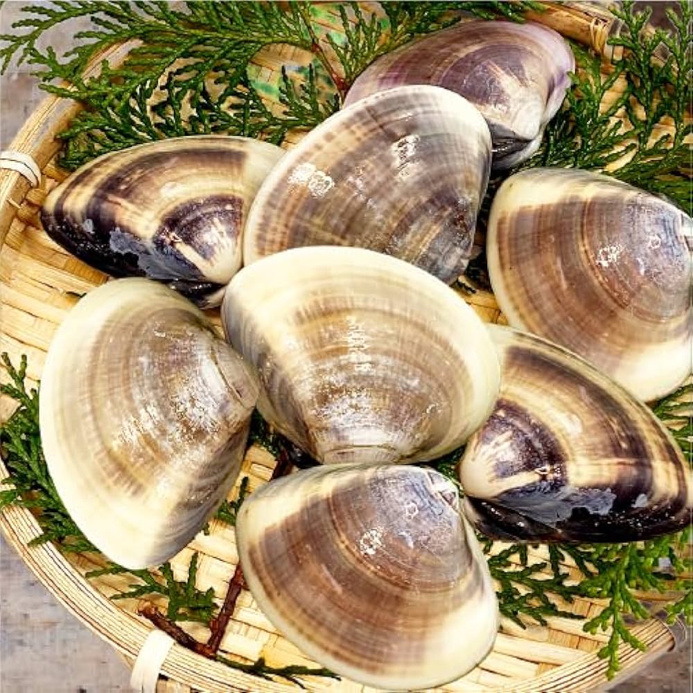 新種？クリスマス島　貝(大) 新種？クリスマス島 貝(大) 新種？クリスマス島貝(大)